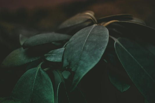 Grounding & Science : Ce que disent les études scientifiques